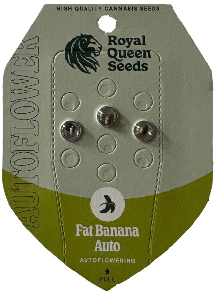 ROYAL QUEEN SAMEN FAT BANANA