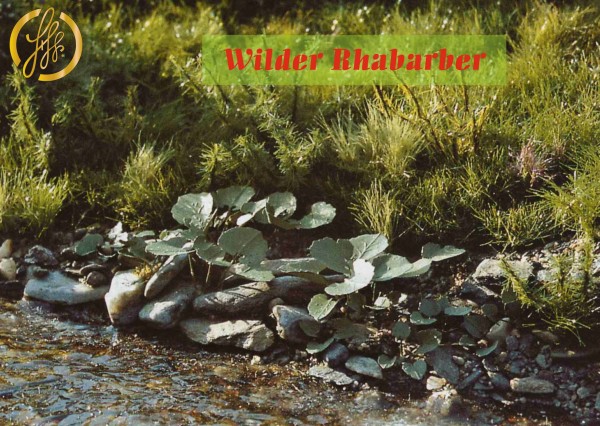 Wilder Rhabarber - geätzt H0