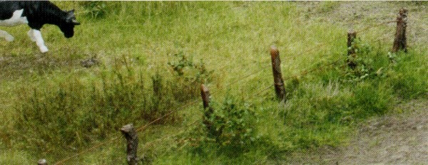 Pfähle für Weidezaun