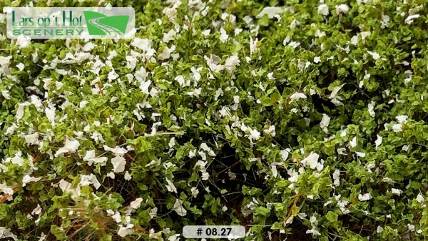 Heckenrosen Alba