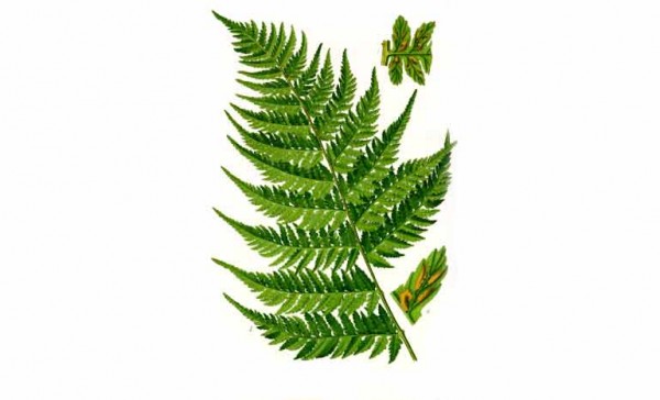 Frauenfarn und Adlerfarn - geätzt H0